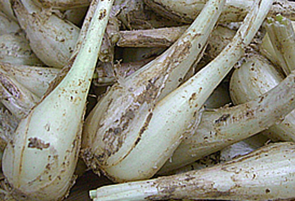 島らっきょう成分