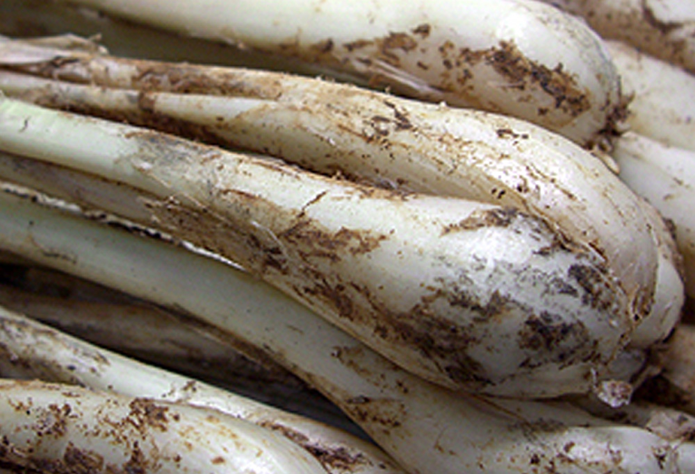 島らっきょう土つき