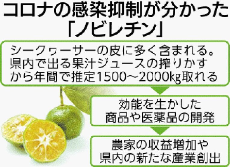 ノビレチン沖縄タイムス202303293