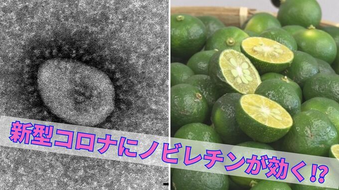 琉球放送ノビレチン0329